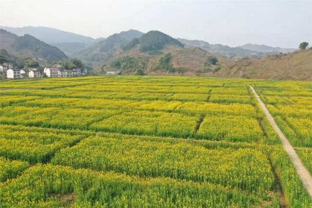 清河镇统战凝聚力量助力乡村振兴